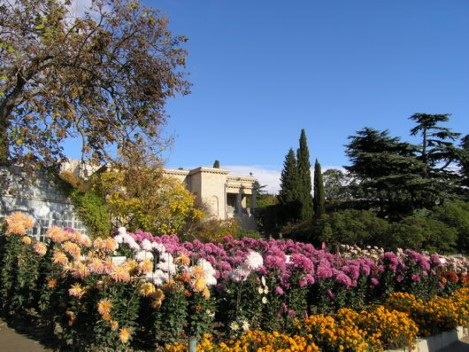хризантемы никитский ботанический сад