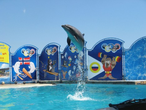 дельфины в театре морских животных "Акватория"