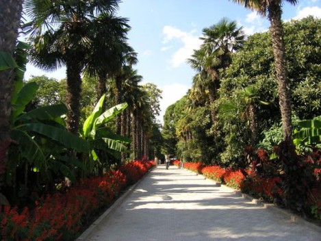 аллея никитский ботанический сад