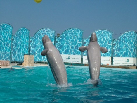 дельфины в театре морских животных "Акватория"