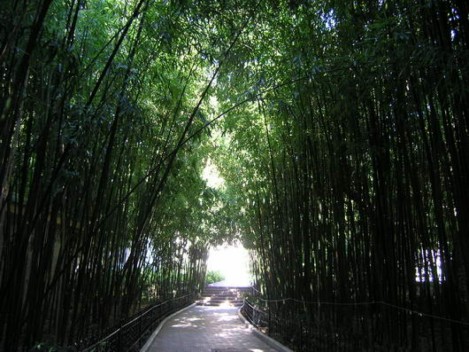 бамбуковая роща Никитский сад